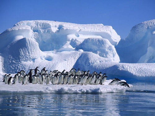 penguins-waiting-winter-wallpaper